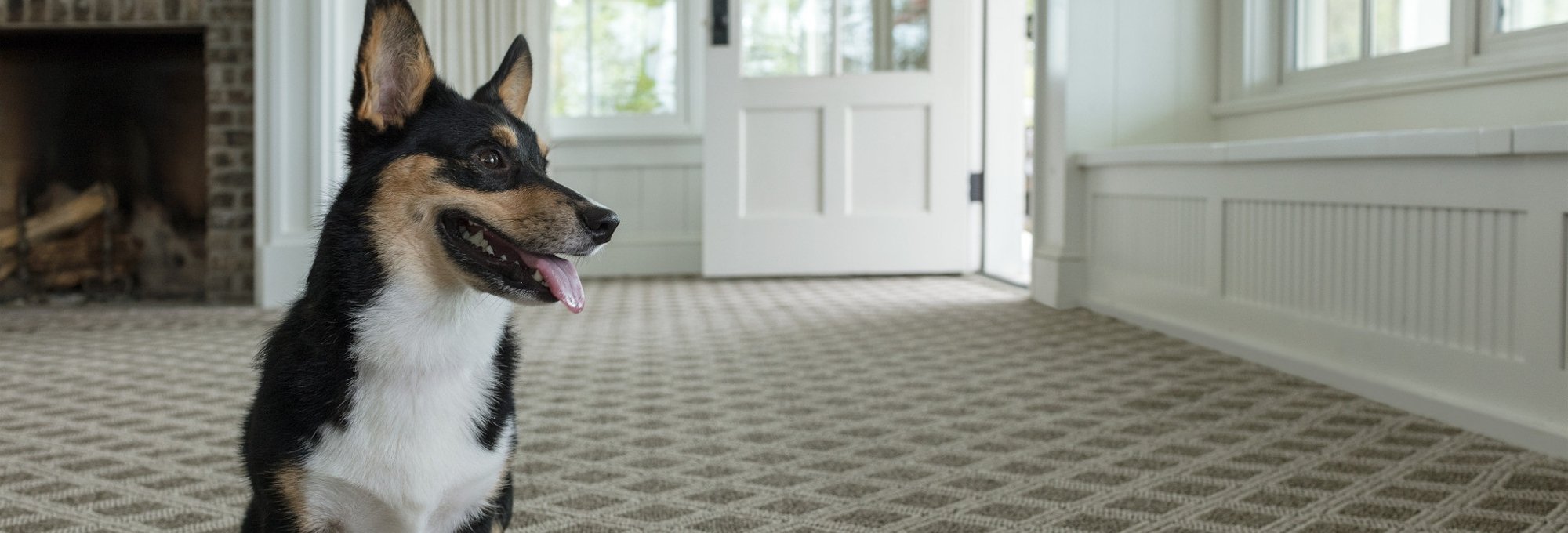 Dog on carpet - The Family Floor Store in Ellsworth, ME